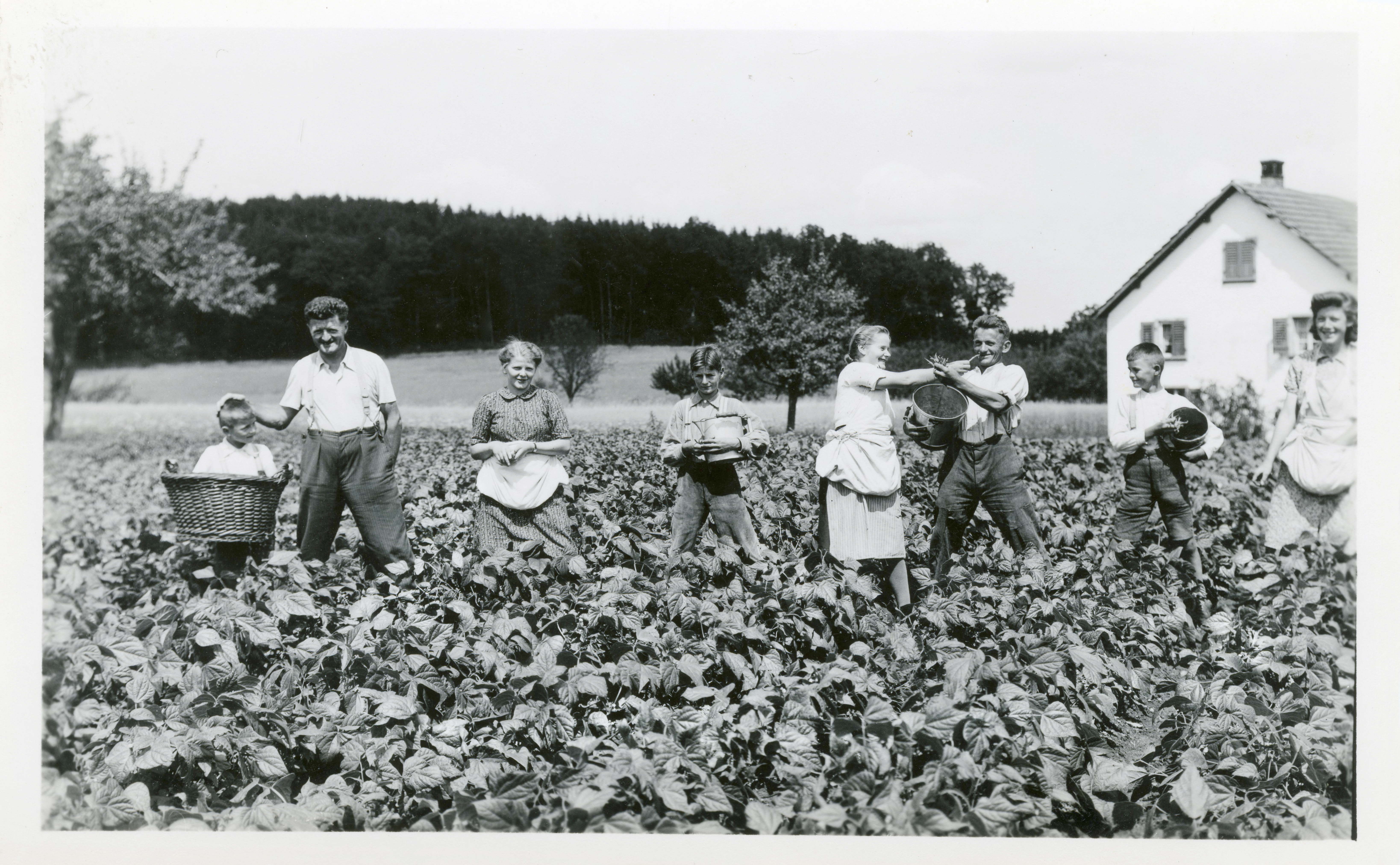 Pius Jungo mit Familie und Helfern bei der Ernte in Schmitten, ca. 1939
