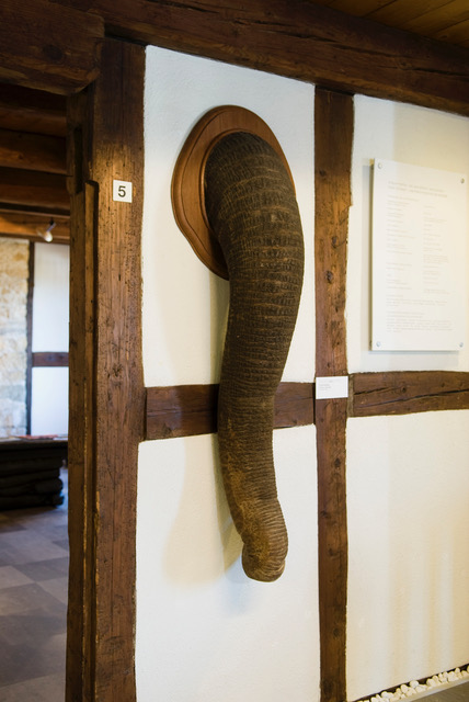 Elefantenrüssel, Sammlung Museum Murten.©PrimulaBosshard