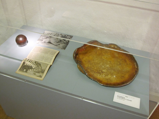 Vitrine zum Elefanten in Murten. Sammlung Museum Murten©PrimulaBosshard