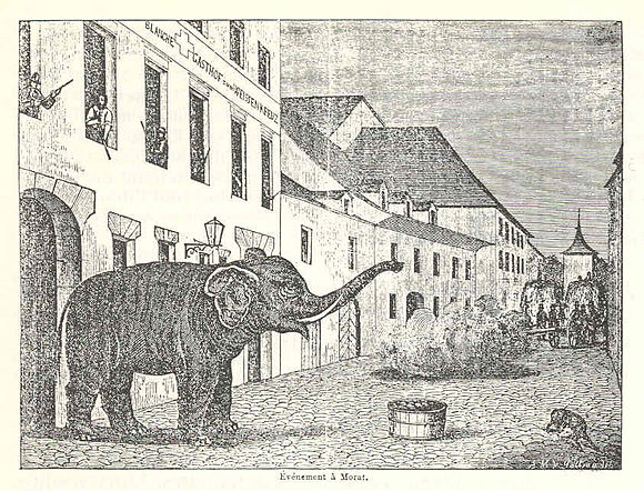 Der Elefant in Murten. Grafik. Sammlung des Museums Murten