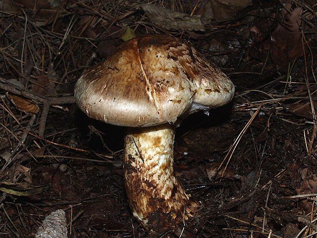 Matsutake