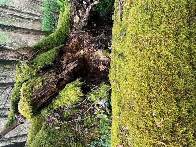 Rundgang im Wald à la Recherche des Oeuvres perdues